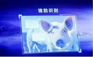 跨界风云 马云、刘强东为何在猪价暴涨之际“卷”入养猪大业？